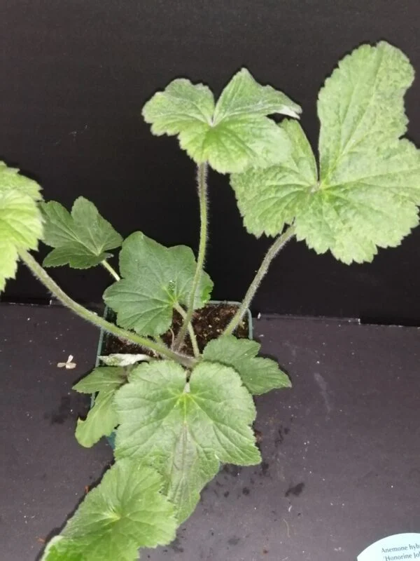 Anemone japonica hybrida Honorine Jobert, pianta da esterno
