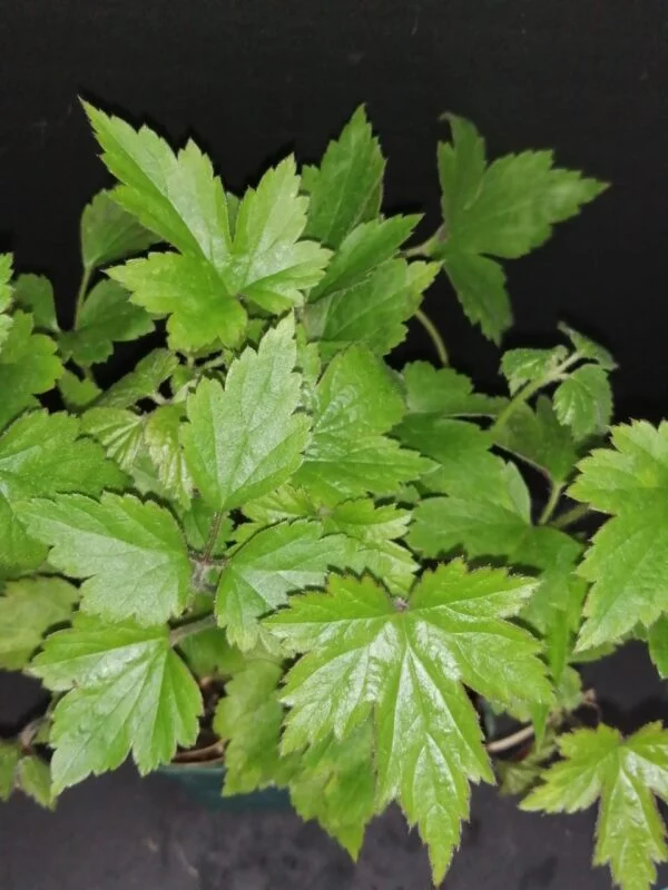 Anemone japonica hybrida Prinz Heinrich, pianta da esterno
