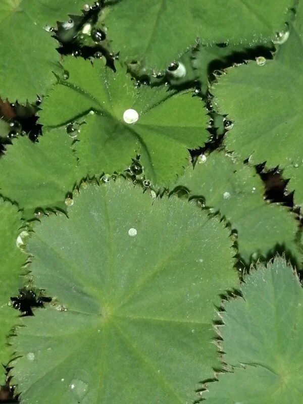 Alchemilla mollis, foto 3