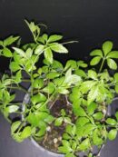 Gymnostemma pentaphylla Jiagulan