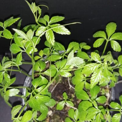 Gymnostemma pentaphylla Jiagulan