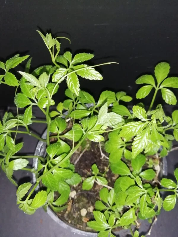 Gymnostemma pentaphylla Jiagulan, pianta da esterno