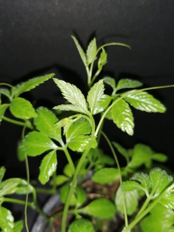 Gynostemma pentaphyllum Jiaogulan, foto 2