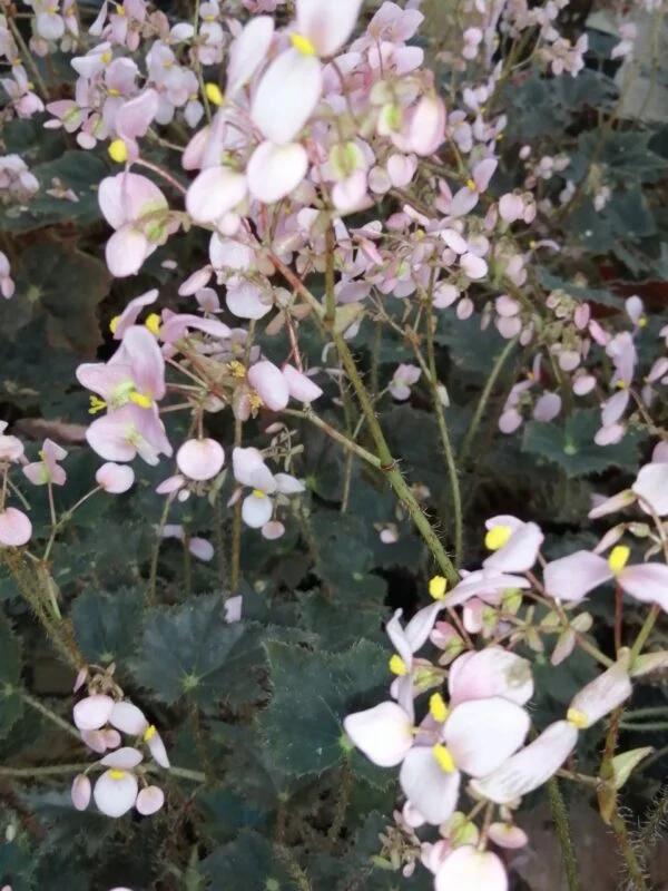 Begonia Black Velvet, foto 6
