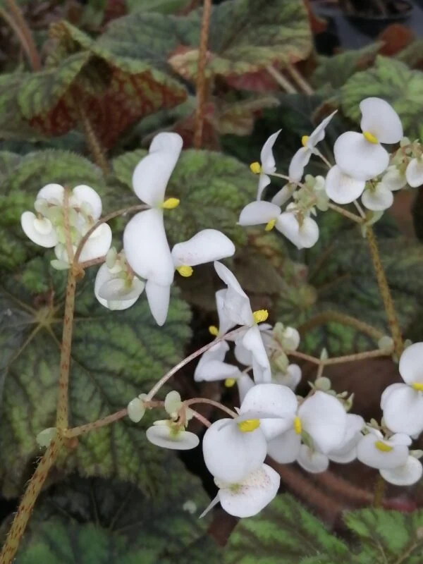 Begonia Cowardly Lion, foto 6
