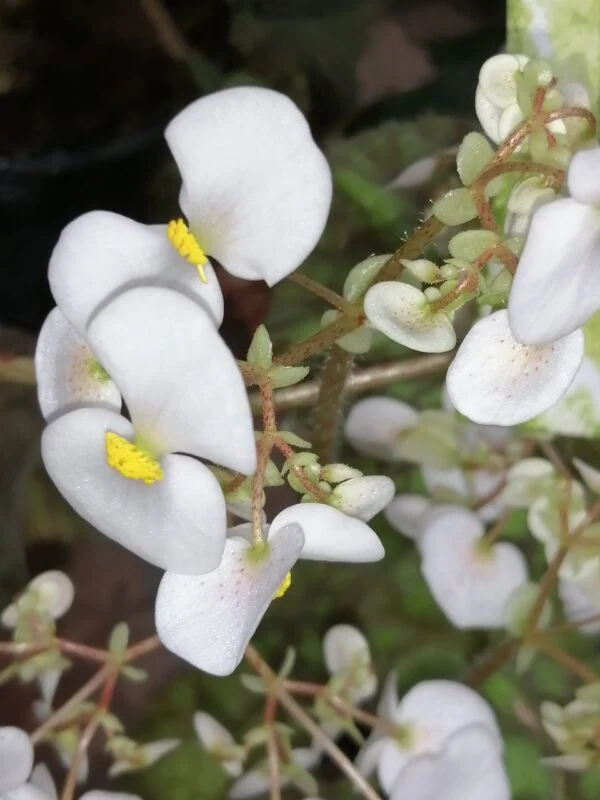 Begonia Cowardly Lion, foto 7
