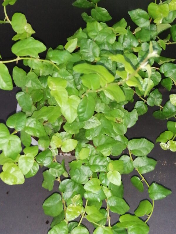 Ficus pumila