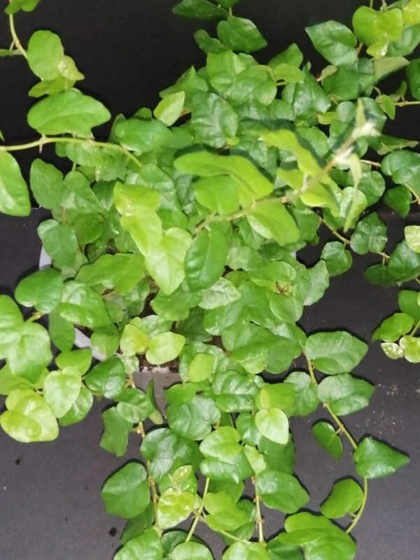Ficus pumila, pianta da esterno