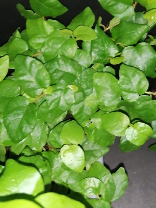 Ficus pumila, foto 2