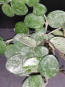 Hoya Mathilde splash micro