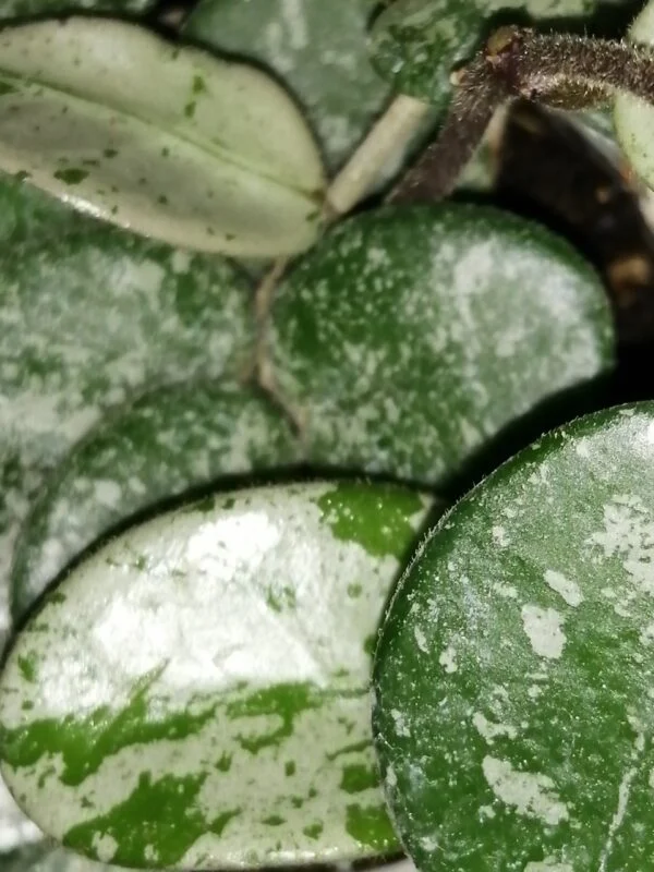 Hoya Mathilde splash micro, foto 2