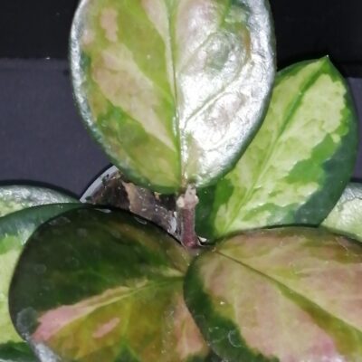 Hoya australis ssp.tenuipes Lisa