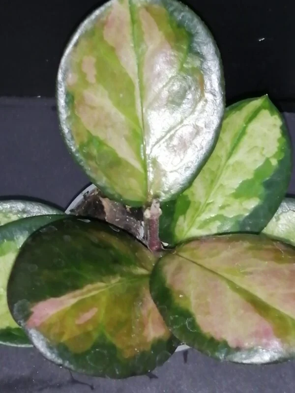 Hoya australis ssp. tenuipes Lisa, pianta da interno