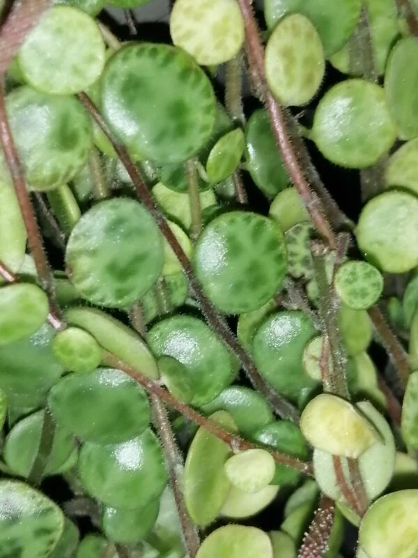 Peperomia prostrata, foto 2