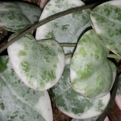 Ceropegia woodii 'variegata'