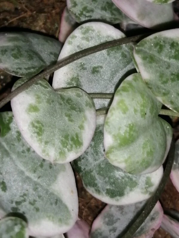 Ceropegia woodii 'variegata', pianta da interno