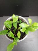 Hoya puber ex Hoya picta