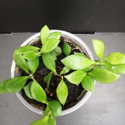 Hoya puber ex Hoya picta