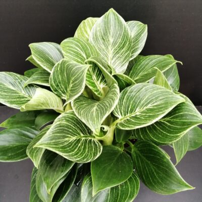 Philodendron Birkin White Measure