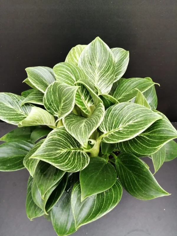 Philodendron Birkin White Measure, pianta da interno