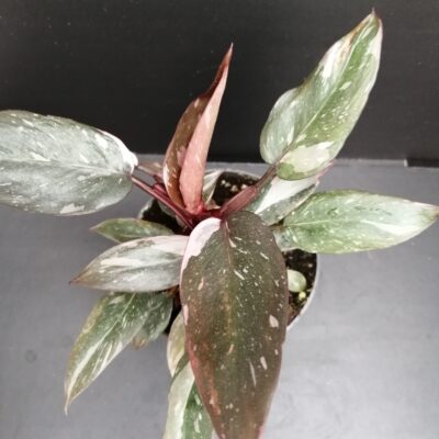 Philodendron Pink Princess PIANTA GIOVANE