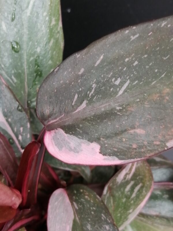 Philodendron Pink Princess PIANTA GIOVANE - immagine 2