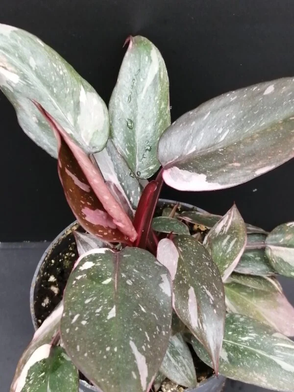 Philodendron Pink Princess PIANTA GIOVANE, foto 3