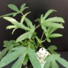 Hibiscus sabdariffa, pianta da esterno