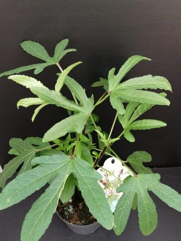 Hibiscus sabdariffa, pianta da esterno