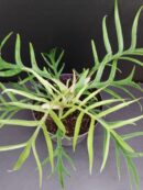 Philodendron bipinnatifidum Tortum