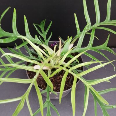 Philodendron bipinnatifidum Tortum