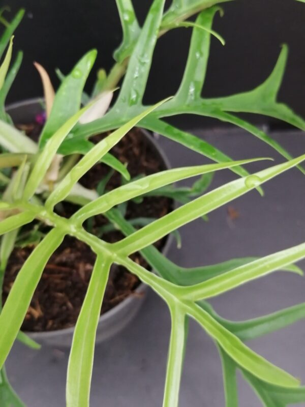 Philodendron bipinnatifidum Tortum - immagine 3