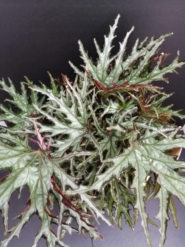 Begonia U614, pianta da interno