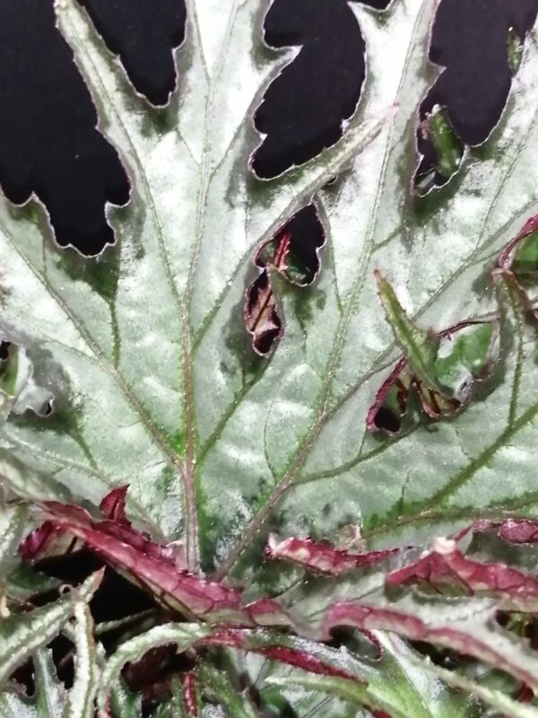 Begonia U614, foto 2