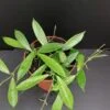 Hoya stoneana, pianta da interno