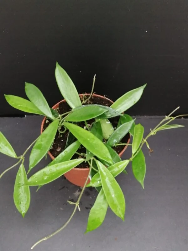 Hoya stoneana, pianta da interno