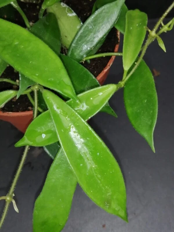 Hoya stoneana, foto 2