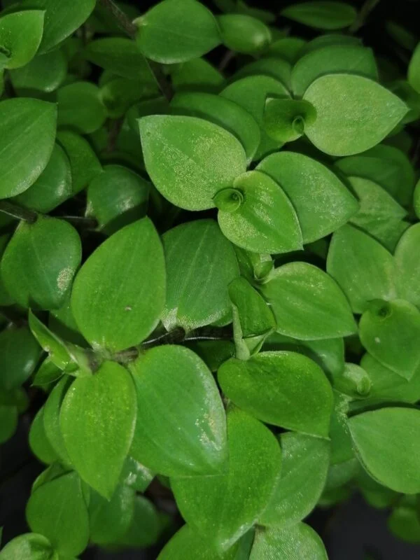 Callisia repens, foto 2