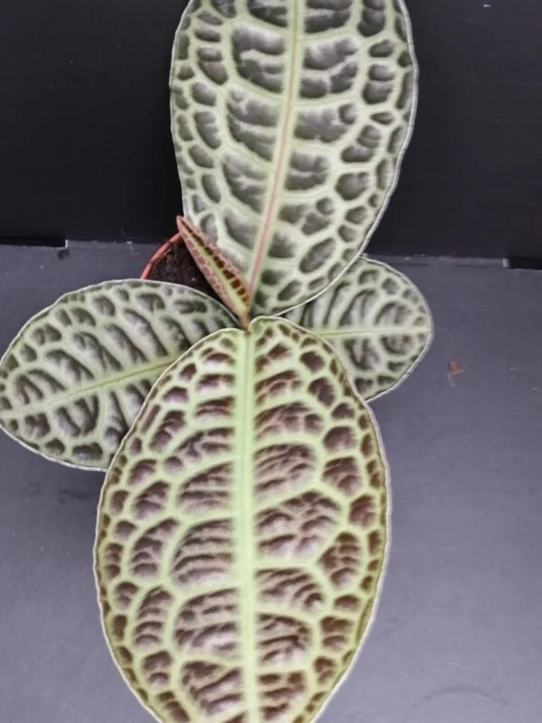 Labisia Turtle Back, pianta da interno