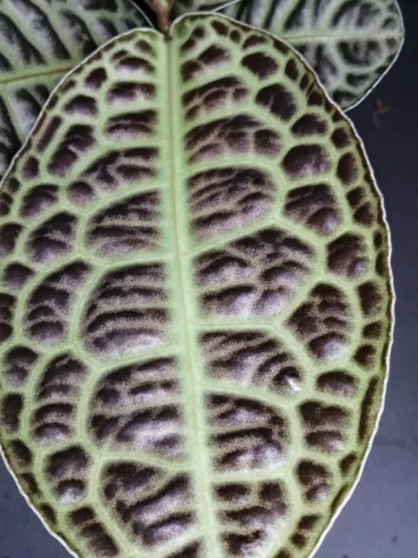 Labisia Turtle Back, foto 2