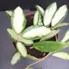 Hoya verticillata inner variegated, pianta da interno