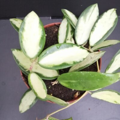 Hoya verticillata inner variegated