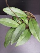 Hoya crassipetiolata