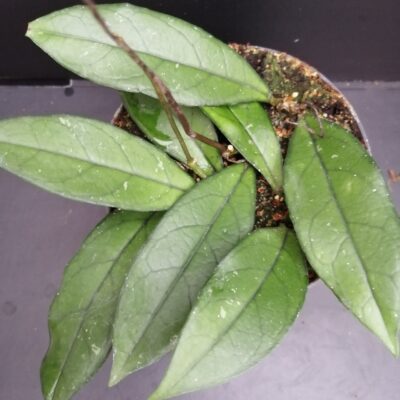 Hoya crassipetiolata