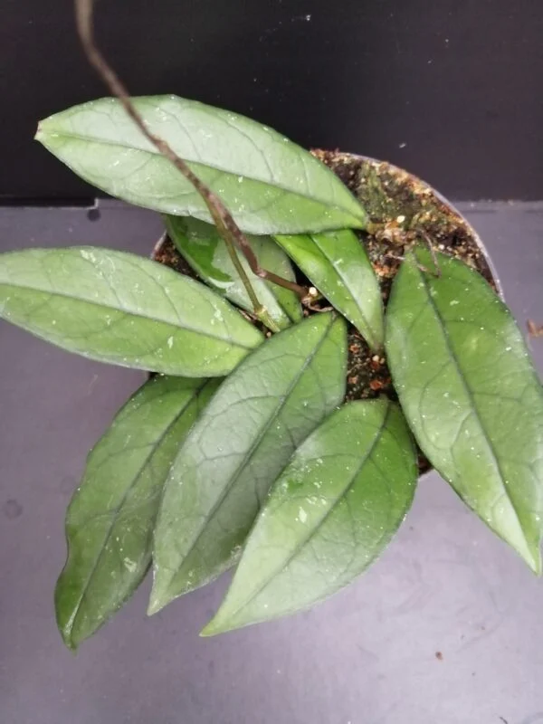 Hoya crassipetiolata, pianta da interno