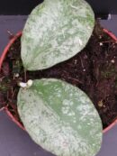 Hoya waymaniae Kapuas