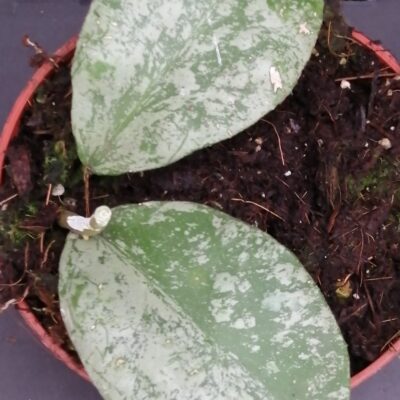 Hoya waymaniae Kapuas