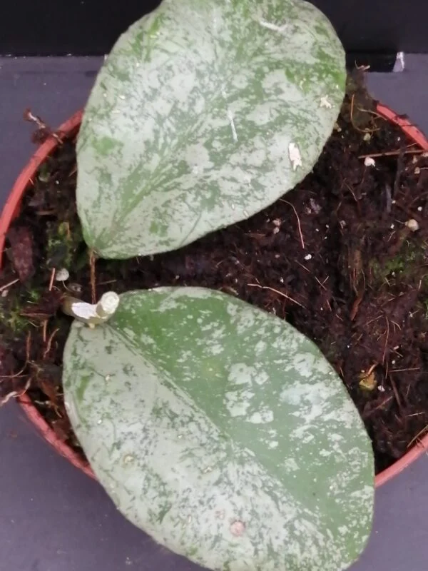 Hoya waymaniae Kapuas, pianta da interno