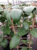 Hoya calycina Stargazer