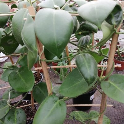 Hoya calycina Stargazer